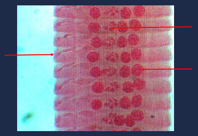 State the name of the left portion of the picture.