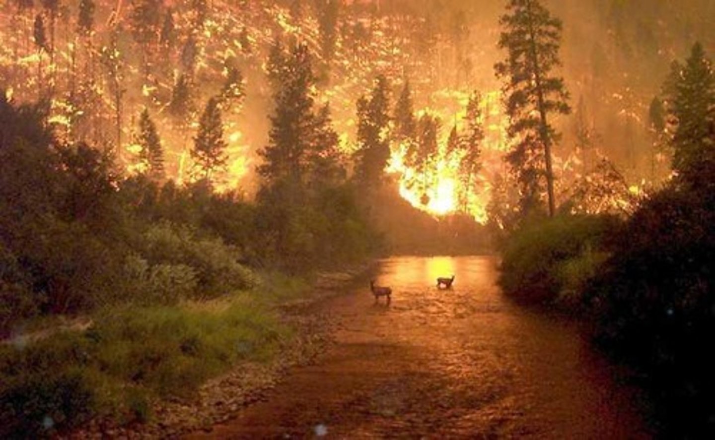 <p>Management of forests for timber and conservation.</p>