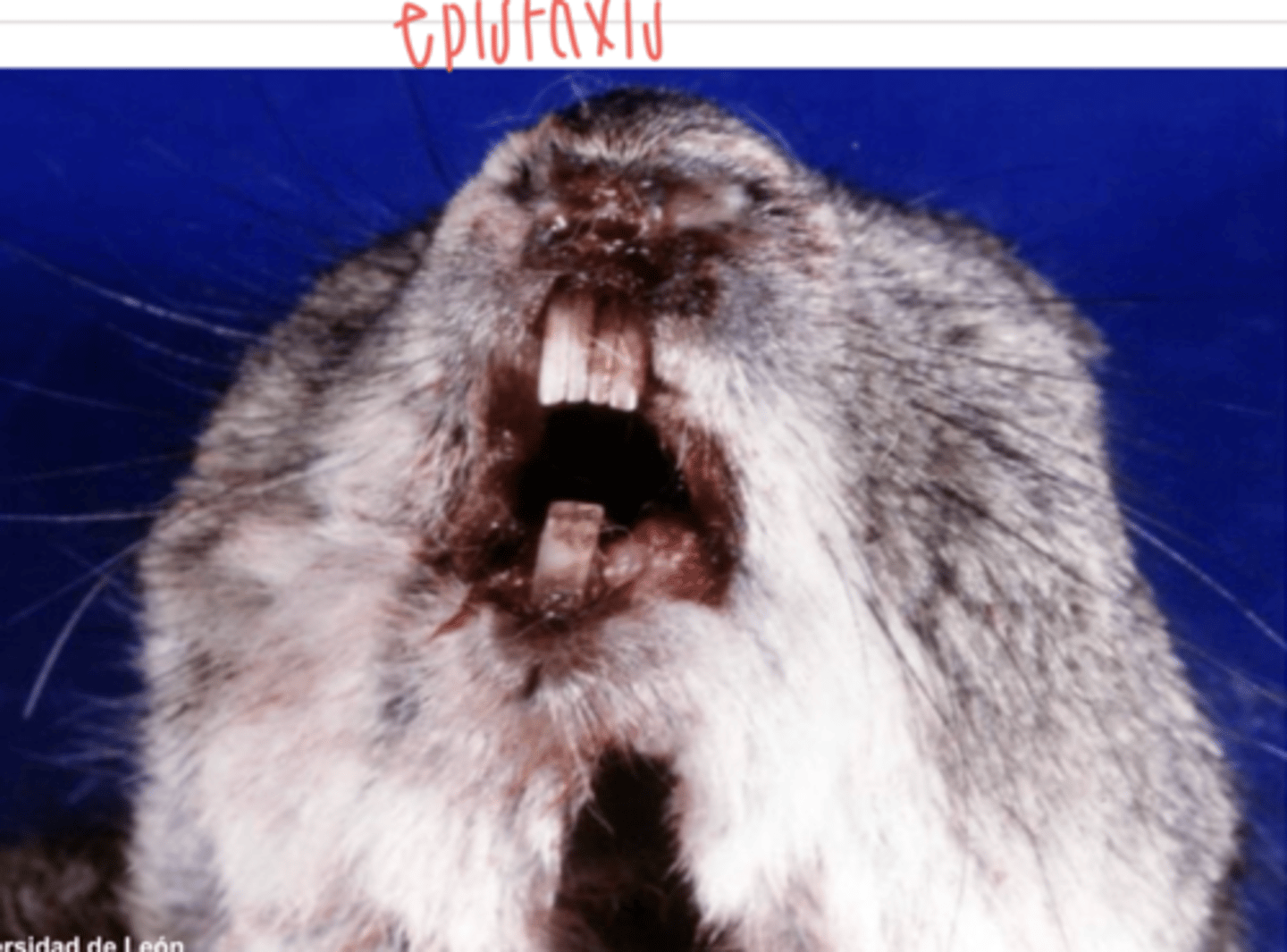 <p>bleeding from the nose</p>