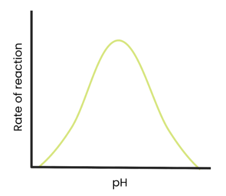 <ul><li><p>As pH increases above an optimum, the rate of reaction decreases as the enzymes denature (the tertiary structure and active site change shape) as hydrogen/ ionic bonds break. </p><ul><li><p>The active site is no longer complementary so fewer enzyme-substrate complexes form. </p></li></ul></li></ul><p></p>