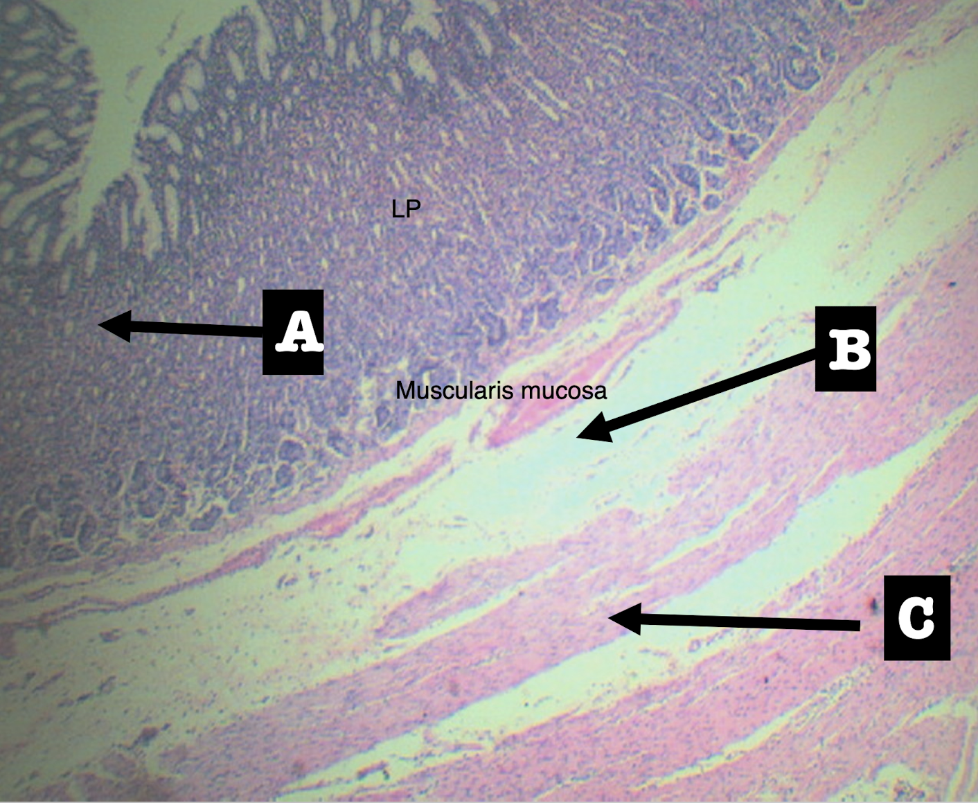 <p>Identify the structure</p>