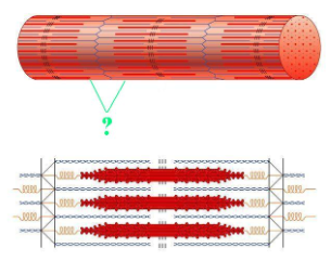 <p><span>Identify the indicated region of the sarcomere.</span></p>