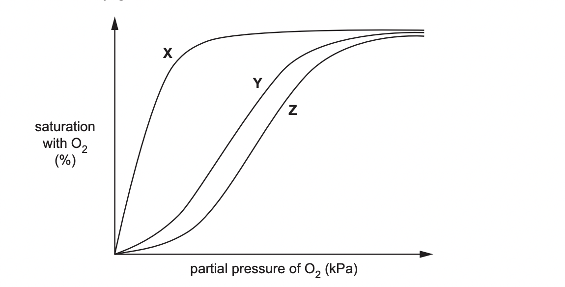 Myoglobin is a protein found in muscle. Myoglobin has a very high affinity for oxygen at most partial pressures of oxygen.

 The figure below shows dissociation curves for • adult haemoglobin • fetal haemoglobin • myoglobin.

\
identify X, Y, Z
