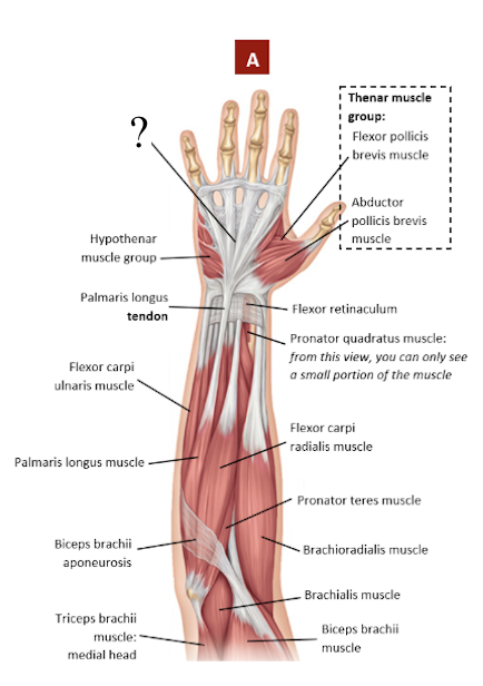 <p>superficial to the palm covering the tendons and muscle of the hand, attaches to the palmaris longus muscle if present (if absent it attaches to flexor retinaculum)</p>