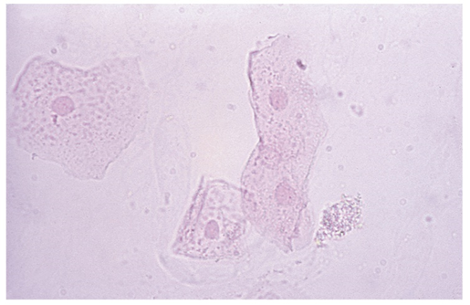 <p>what would squamous epithelial cells look like under a microscope? what are they good for?</p>