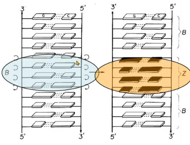 <p>there is a rotation of bases in a GC rich region of 180 degrees</p>