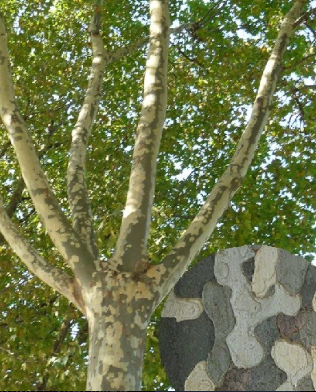 <p><span style="font-family: UICTFontTextStyleItalicBody; font-size: 19px;"><em>Platanus × acerifolia</em></span></p>