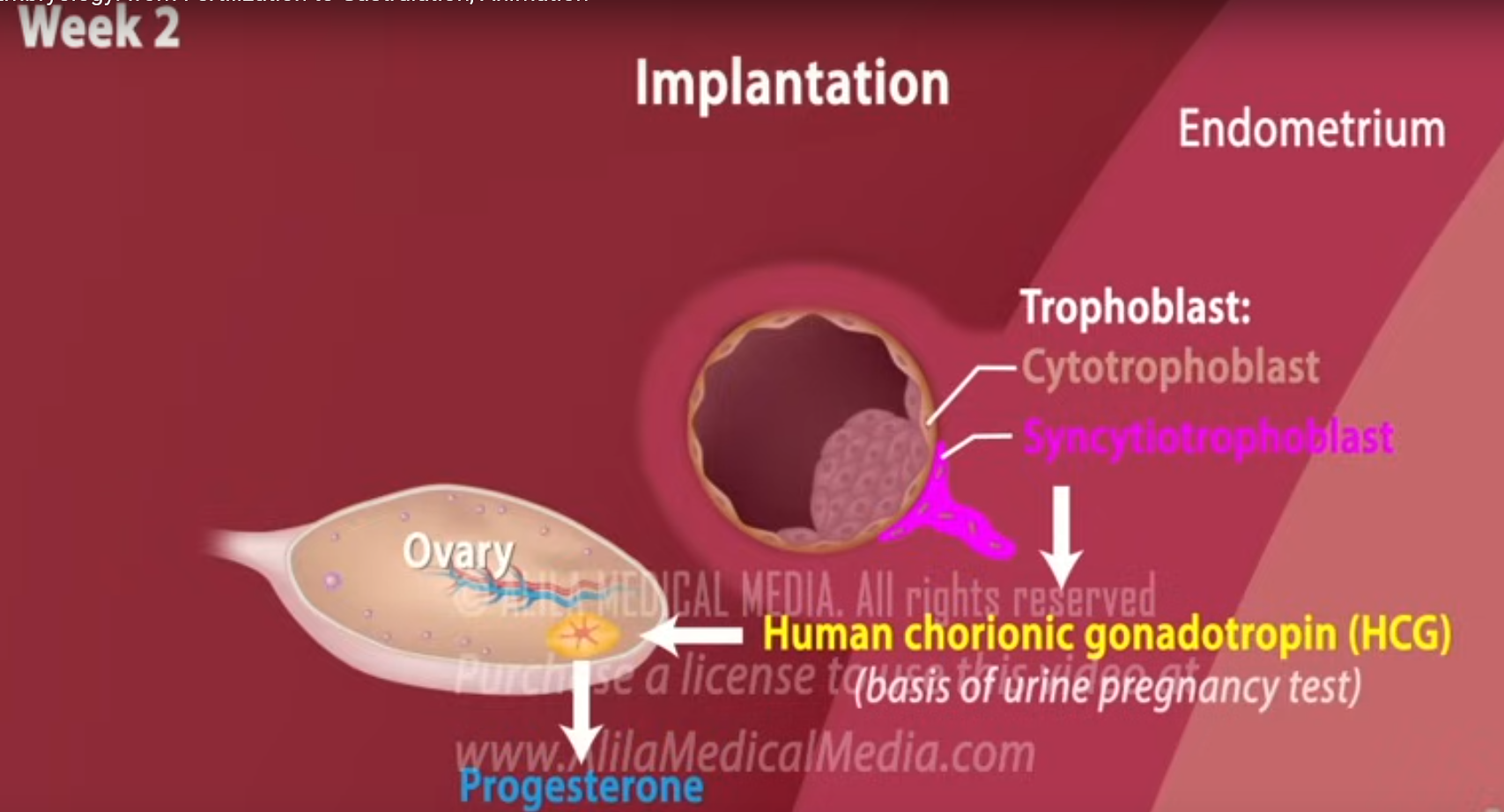 <p>What does the <strong>trophoblast </strong>differentiate into, and what does it do?</p>