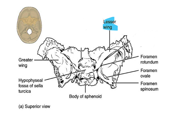 <p>lesser wing</p>