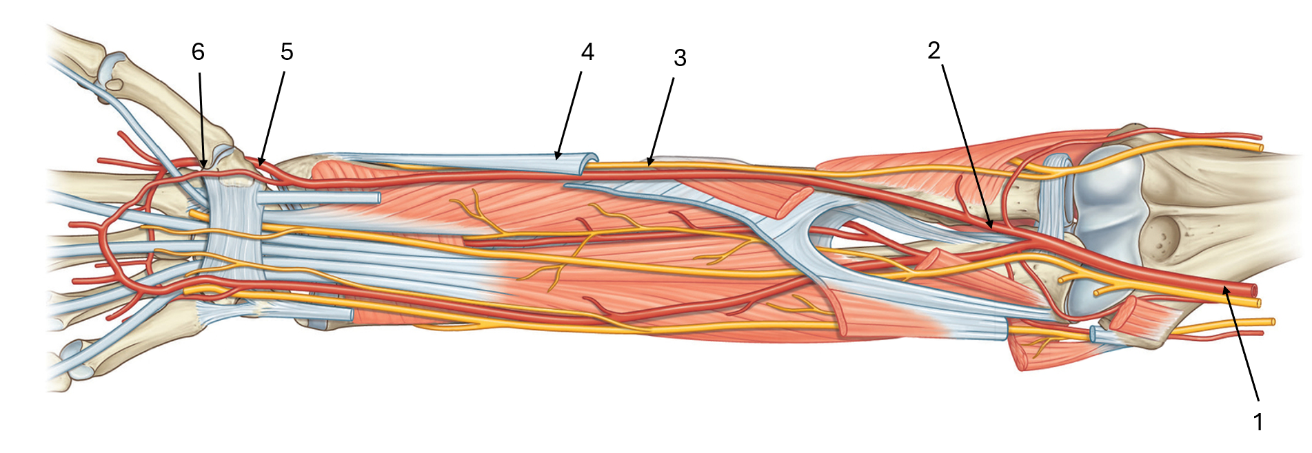 <p>label this diagram of the radial artery </p>