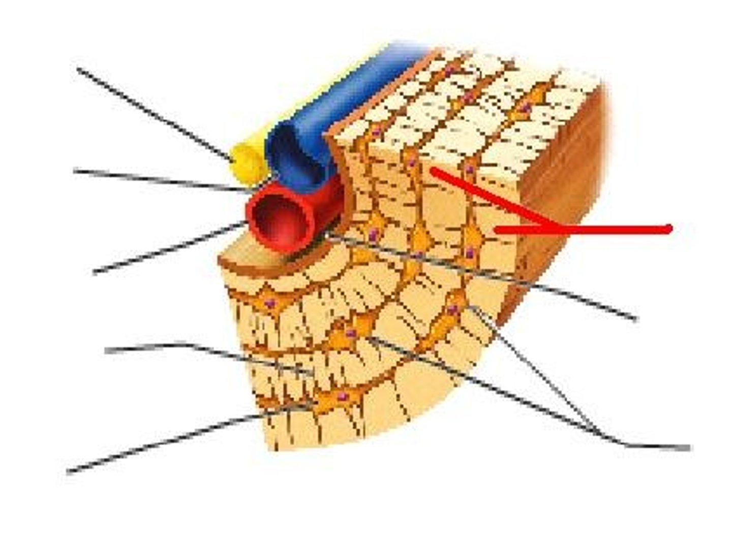 <p>lamellae</p>