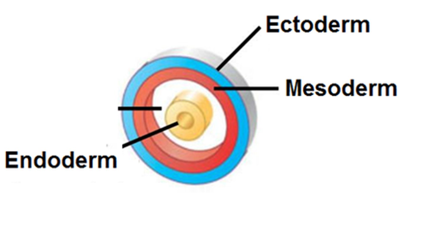 <p>outermost germ layer; produces sense organs, nerves, and outer layer of skin</p><p>- aka. "nervous epidermis"</p><p>- creates the CNS, PNS, eyes, ears, hair, skin, nails</p>