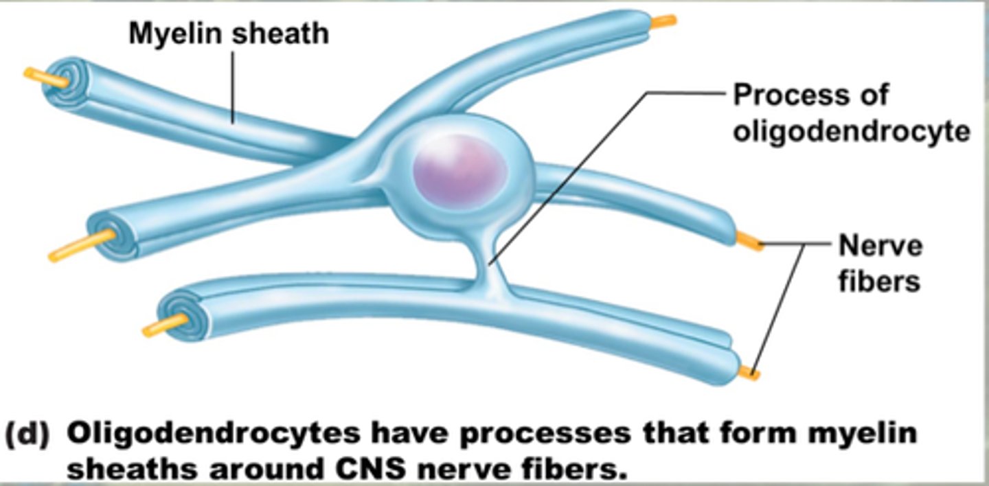 <p>glia cell (CNS)</p><p>"cells with a few branches"</p><p>location: whole brain</p><p>functions: support for axons, create myelin sheath for axons </p>