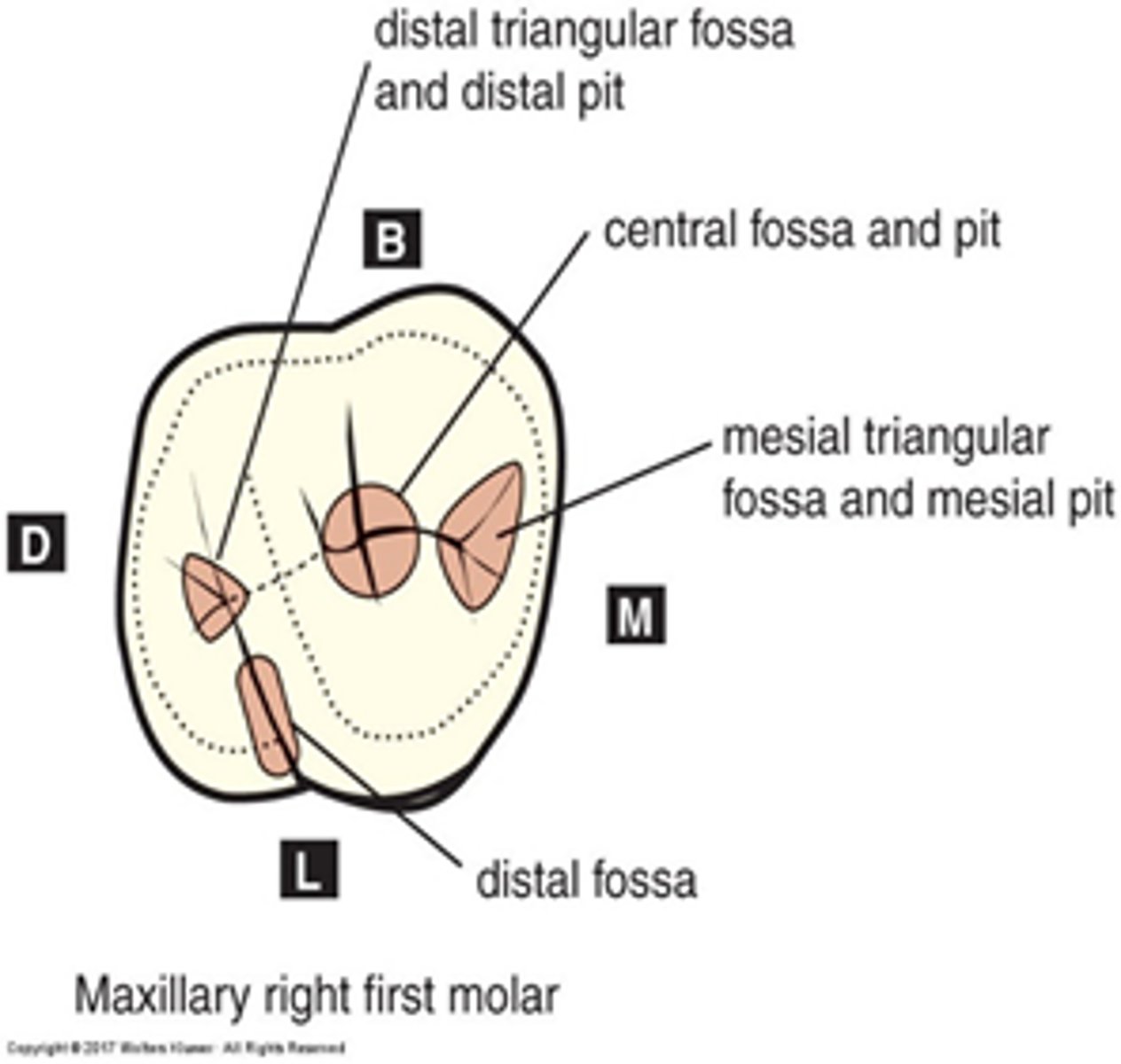 <p>- on occlusal surfaces on posterior teeth</p><p>- mesial bigger than distal in size</p>