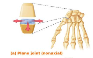 <p>Flat or slightly curved bones</p>