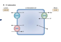 <p>ATP channel that takes K+ in, H+ out → K+ is diffused to plasma </p><ul><li><p>K+ also filtered from blood to help Na+ reabsorption </p><p>→ only in a low K+ diet, H+/K+ ATPase channel is activated to help compensate</p></li></ul><p></p>