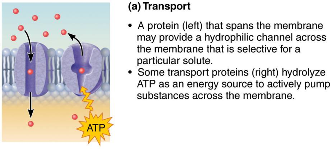 <p>hydrolyze ATP as an energy source to actively pump substances across a membrane</p>