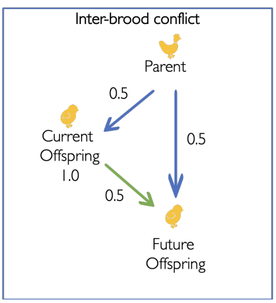 <ul><li><p>Offspring wants more food than sibling</p><ul><li><p>to increase chances of <strong>individual </strong> survival</p></li><li><p>deamnds care beyond partental optimum</p></li></ul></li><li><p>But parent wants to give equal amounts to each offspring</p><ul><li><p>so can have many offspring</p></li><li><p>lower parental care than offspring demand </p><ul><li><p>because it wants to optimise <strong>lifetime</strong> reproductive success</p></li></ul></li></ul></li></ul><p></p>