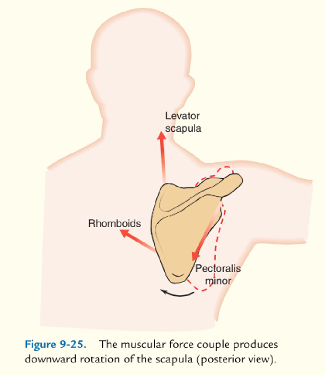 <p>2 or more muscles on opposing sides of a joint work together to provide joint stability/create movement</p>