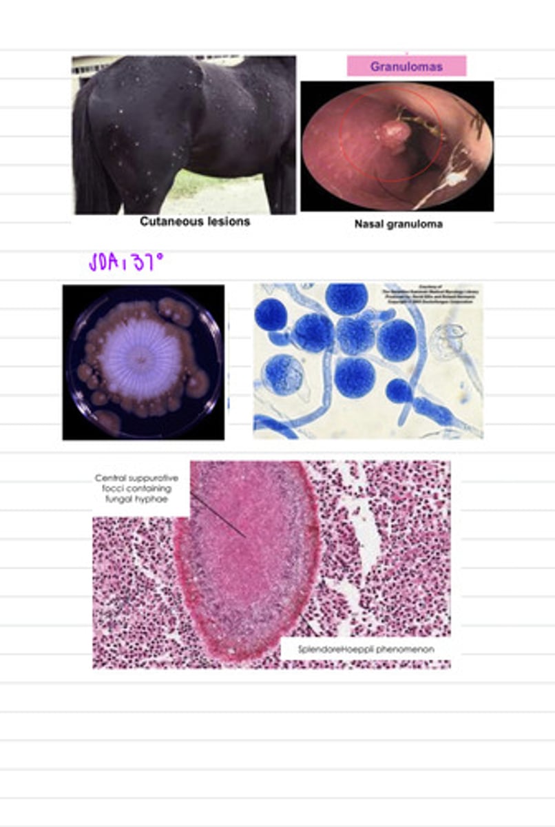 <p>a horse is showing cutaneous and nasal granulomas, so we take a biopsy and grow the samples on SDA at 37 degrees. we also directly view a sample under a microscope. we find these results.</p><p>what is the diagnosis?</p>
