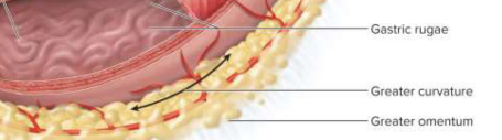 <p>Gastric rugae</p>