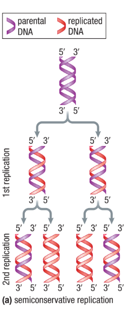 <ul><li><p><span>Two strands of parental DNA separate&nbsp;</span></p></li><li><p><span>Each strand is template for synthesis of a new complementary strand&nbsp;</span></p></li><li><p><span>New strand is attached to old strand so half is always from the original&nbsp;</span></p></li></ul><p></p>