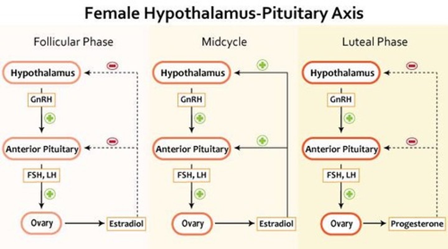 <p>A loop where the release of a hormone initiates actions that lead to additional release of that same hormone.</p>