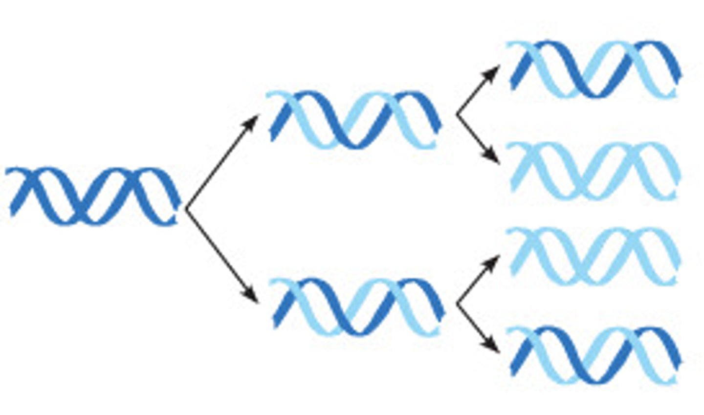 <p>the two strands of the parental molecule separate, and each functions as a template for synthesis of a new, complementary strand</p>