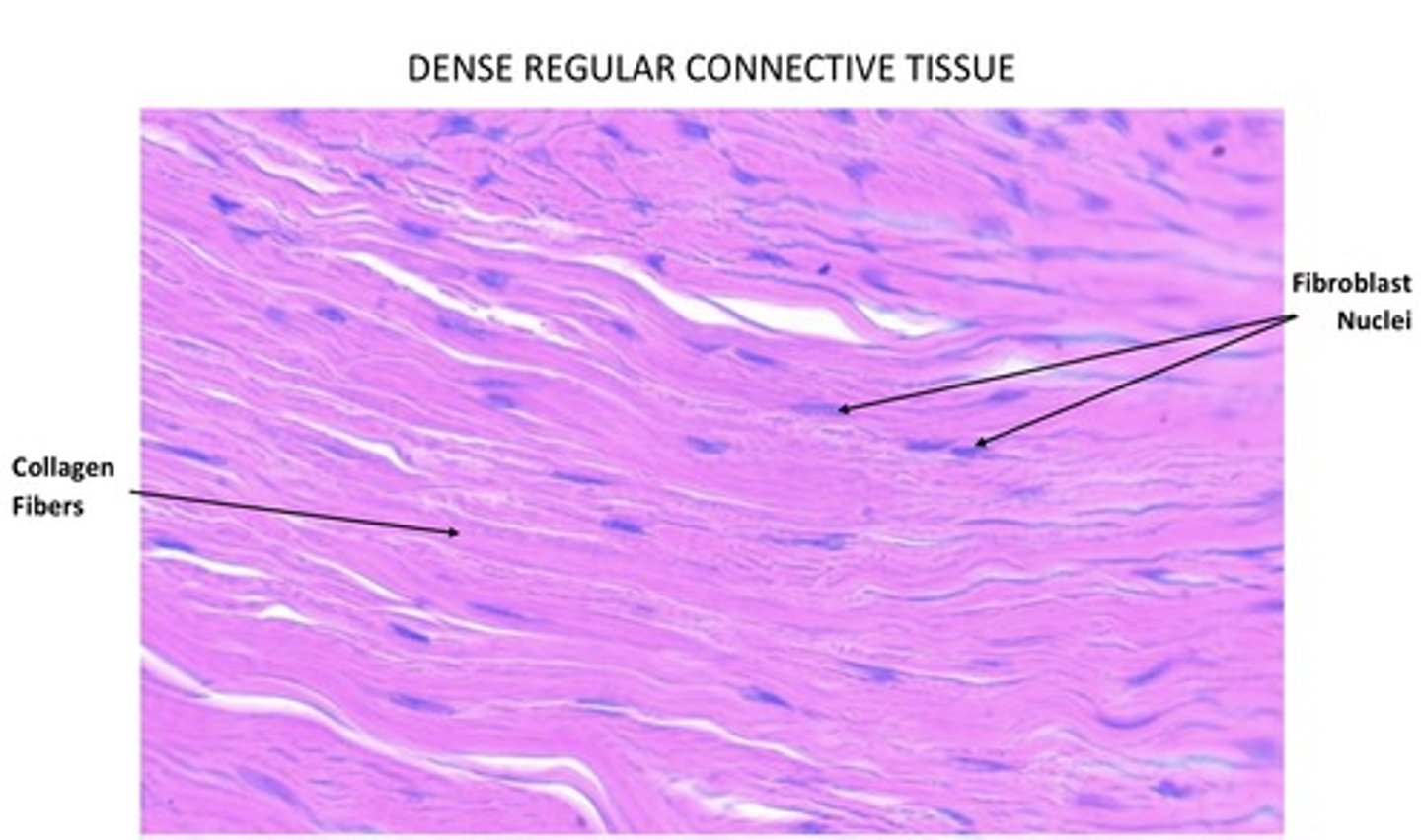 <p>Description: Fibroblast cells, many parallel collagen fibers, some elastic fibers, and dense white matrix.</p><p>Function: Provides strong attachment of muscles and bones; withstands great tension exerted in one direction.</p><p>Location: Tendons, most ligaments, aponeuroses.</p>