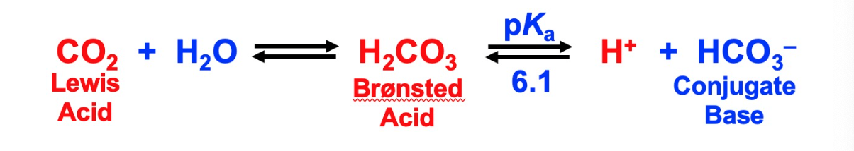 most important buffer in human acid-base homeostasis

normal arterial plasma pH is 7.4 +/- 0.05 in humans

fluctuations are usually lethal

relative concentrations of HCO3- and CO2 determine plasma pH

uncatalyzed rate is slow and must be accelerated by an enzyme known as carbonic anhydrase