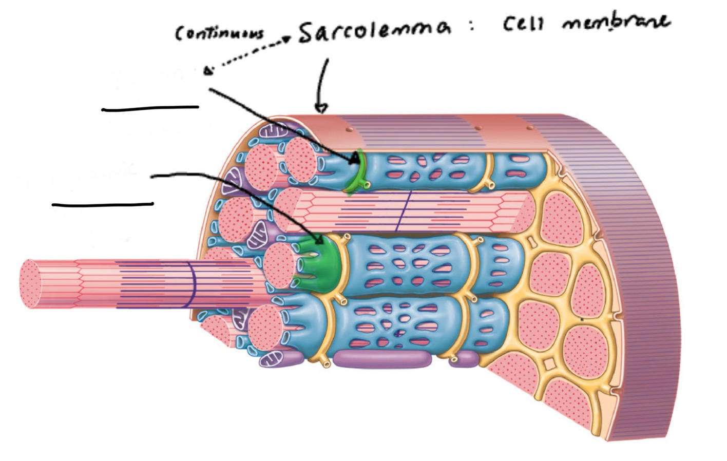 <p>structure of myofibril</p>
