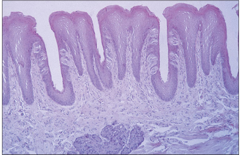 <p>Identify the structure:</p><p>Specie:</p><p>Stain used:</p>