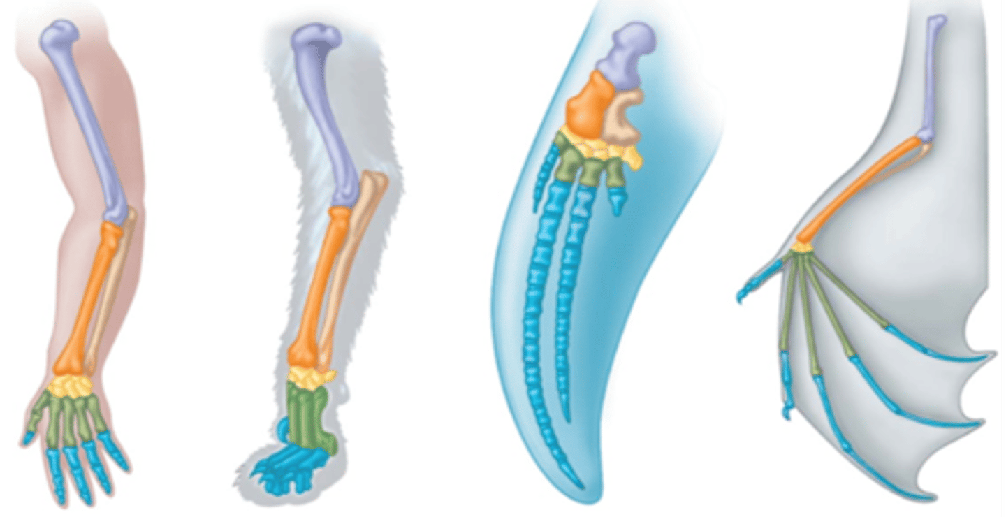 <p>--Biologists use vestigial structures to connect species to their ancestors.</p><p>--Finding species with similar anatomy helps connect them with each other.</p>