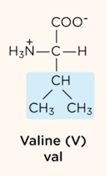 <p>nonpolar, aliphatic R group</p>