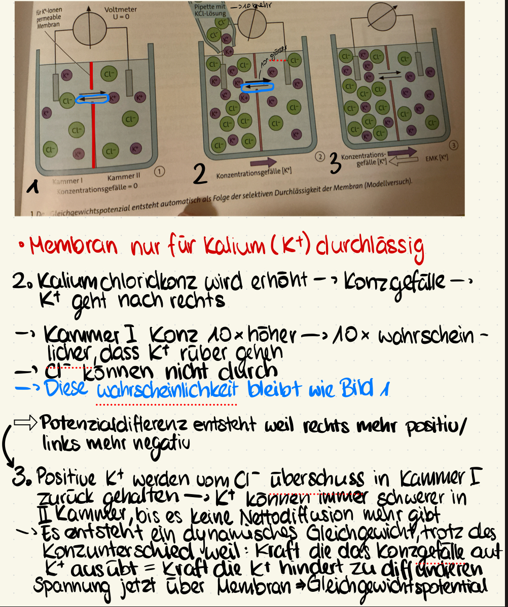 <p>Wenn Zellinneres negativ—&gt; negative Potentialdifferenz</p>