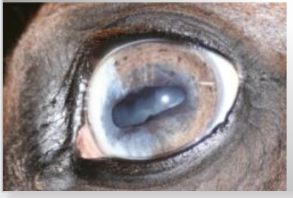 <p>What is this kind of eye?</p>