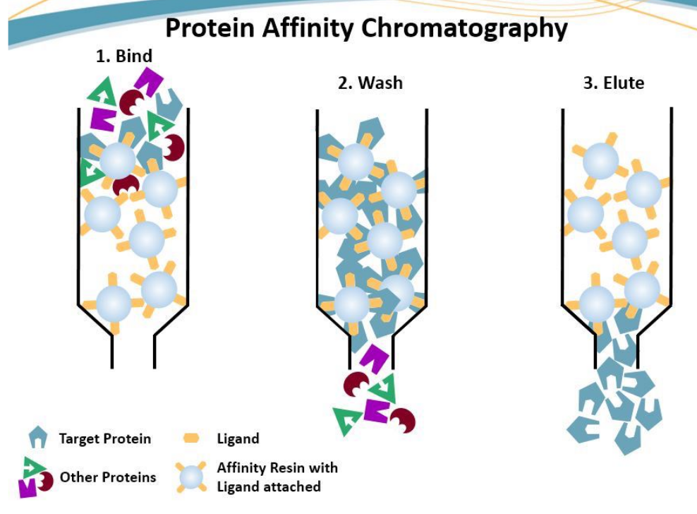 Affinity columns are designed to bind only a particular type of protein. This protein will stick to the column while all of the others will wash through.

What are the steps of affinity chromatography?