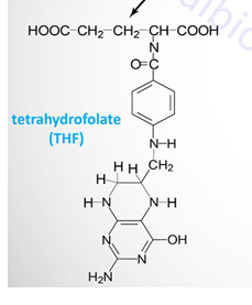 <p>Abbrev: THF</p><p class="has-focus">Group Transfer: 1-Carbon groups</p><p class="has-focus">Vitamin: Folic Acid </p>
