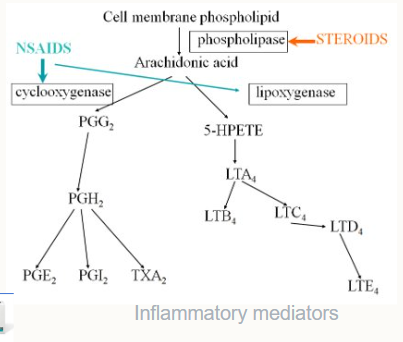 <p>NSAIDs (Non Steroidal Anti-inflammatory drugs)</p><ul><li><p>COX-2 inhibitors</p></li><li><p>side effects</p></li><li><p>potentially decrease PG synthesis</p></li><li><p>Dosing</p></li></ul><p>Corticosteroids:</p><ul><li><p>Intra-articular (equine)</p></li><li><p>Phospholipase inhibitors</p></li><li><p>Effects on cartilage metabolism</p></li></ul><p></p>