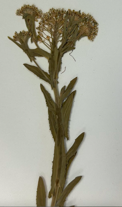 <p>Brassicaceae</p><p><em>Lepedium</em></p>