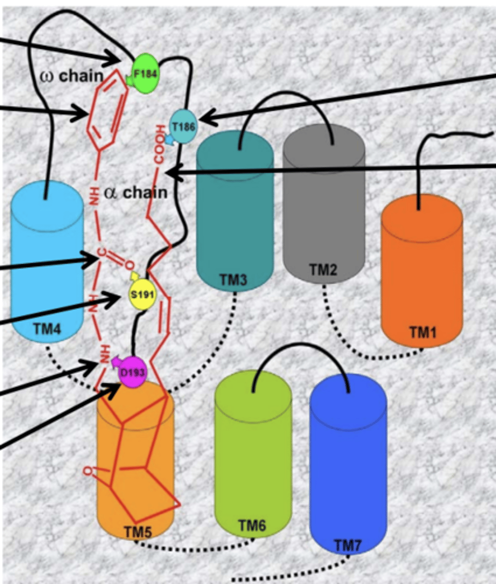 <p>structural feature (or chemistry) of the drug that interacts with the ligand binding pocket of a specific receptor</p>