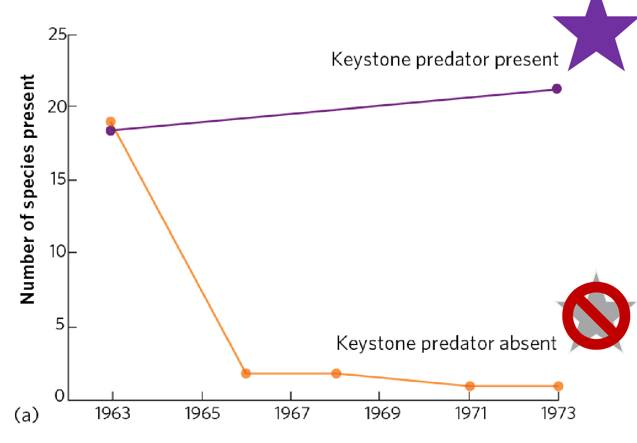<ul><li><p><span><span>When Pisaster was removed from the ecosystem</span></span></p></li><li><p><span><span>The population of mussels dramatically increased and dominated space on the rocks</span></span></p></li><li><p><span><span>Invertebrate community shifted from diverse assemblage of species to a dense mussel bed</span></span></p></li><li><p><span><span>Reduced overall biodiversity</span></span></p></li></ul><p></p>