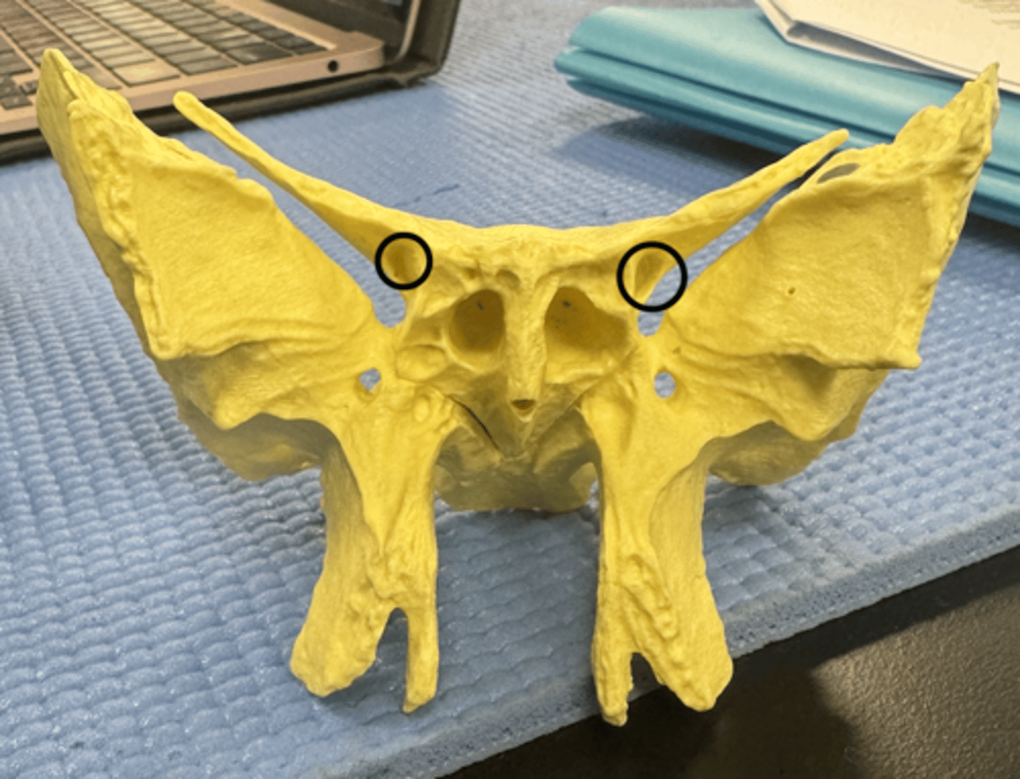 knowt flashcard image