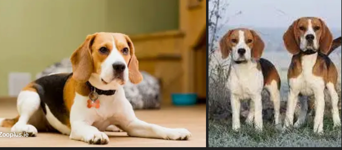 <p>DOG BREEDS: what is the breed?</p>