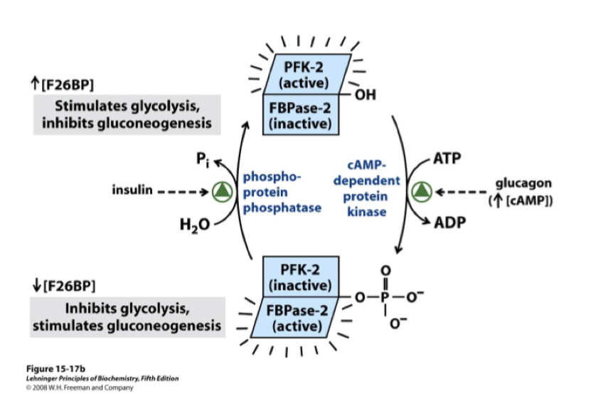 <p>Enzymet <strong>PFK-2</strong> är bundet till <strong>FBPase-2</strong>. Vid stimulering av insulin kommer proteinet defosforyleras och bli aktivt → mer F26BP → glykolys.</p><p>Vid stimulering av glukagon (mer cAMP) kommer PKA fosforylera komplexet → inaktivt → mindre F26BP &gt; glukoneogenes.</p>