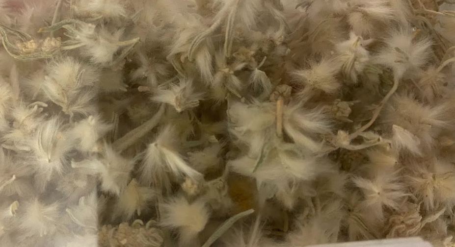 <p>chenopodiaceae, p, n, Krascheninnikovia lanata, winterfat SEEDS</p>