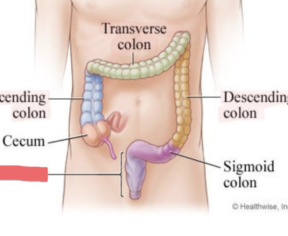 <p>in midline, leads to anal canal</p>