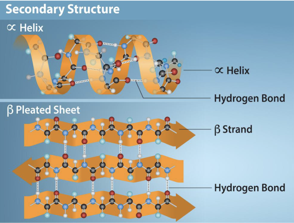 <p>alpha helices and beta sheets, which result from hydrogen bonding interactions between backbone atoms; at least one (alpha/beta) is present in virtually all proteins. H-bonding is the backbone for secondary structures</p>