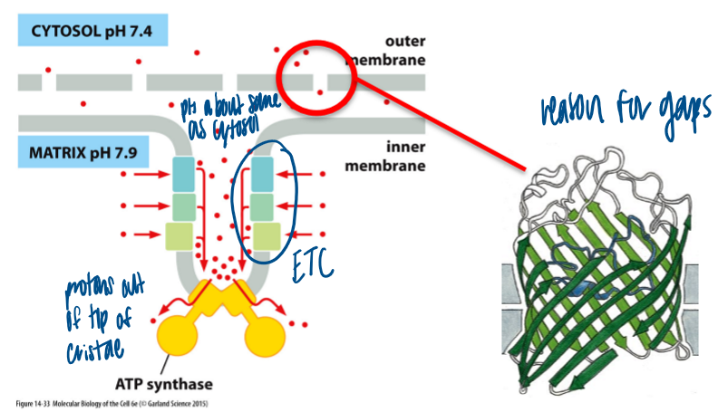 <p>porins make this membrane permeable to small molecules and proteins (&gt;5kDa) </p><ul><li><p>slightly basic pH in cytosol </p></li></ul><p></p>