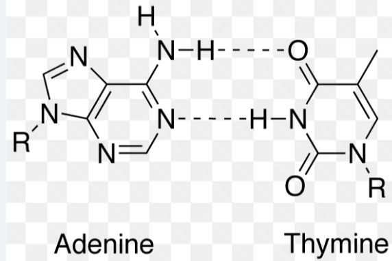 <p>2 hydrogen bonds</p>